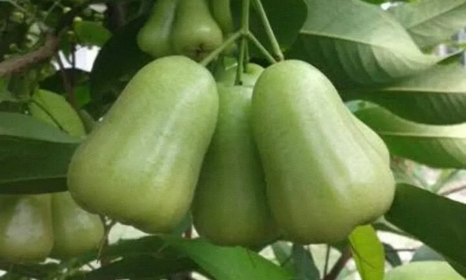 Jambu Madu Deli Hijau, Jambu Air asal Sumatera Utara