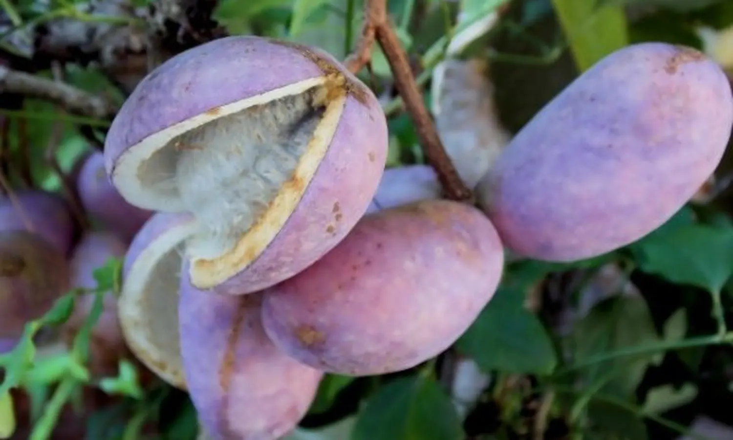 Mengenal Buah Akebia, Si Ungu dari Jepang